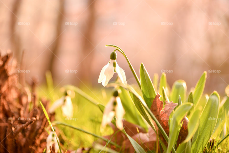 Close-up of snowdrop flower