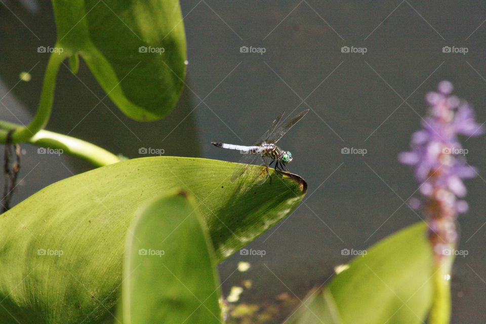 Dragonflies