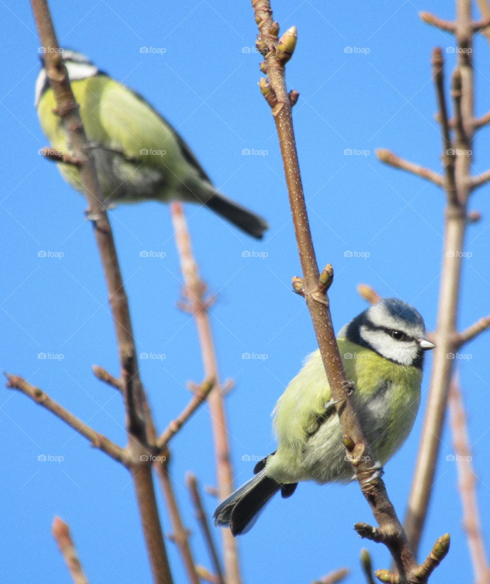 Two blue tits perched on branches of a tree