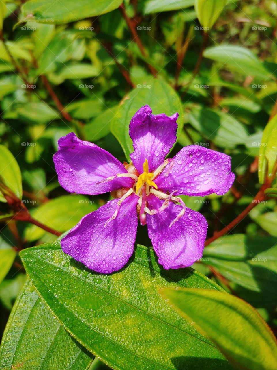 flowers captured