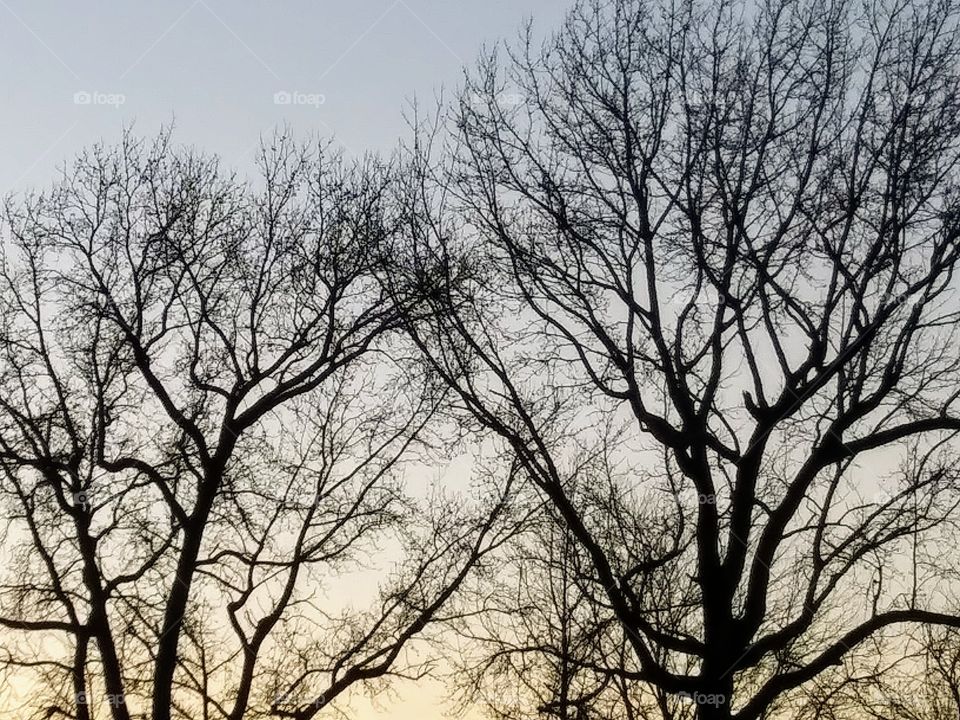 trees at dusk