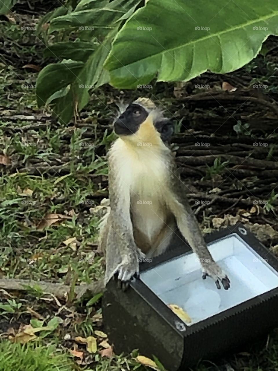 Monkey with arm on a box
