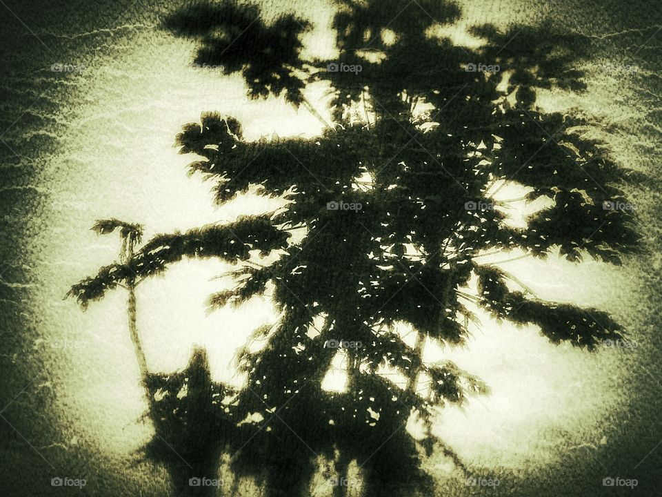 Shadow of A Pawpaw tree