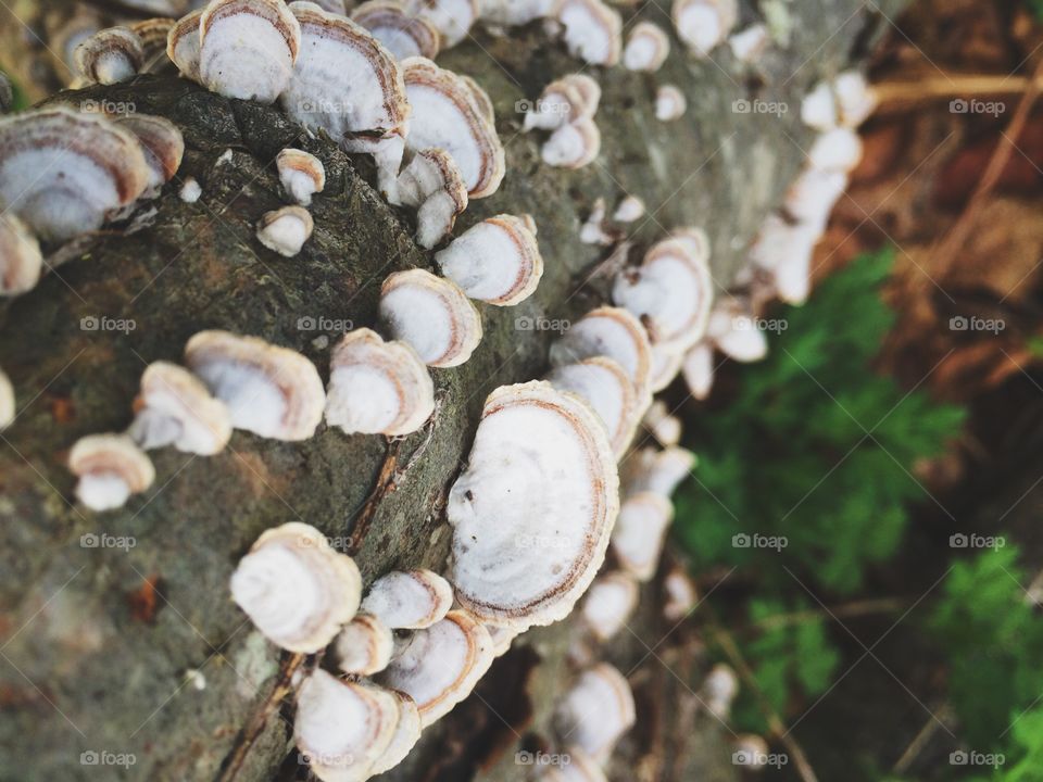 Shrooms. Tree fungi 