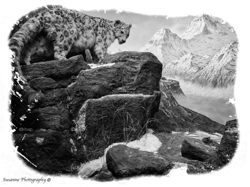 Black white Snow leopard