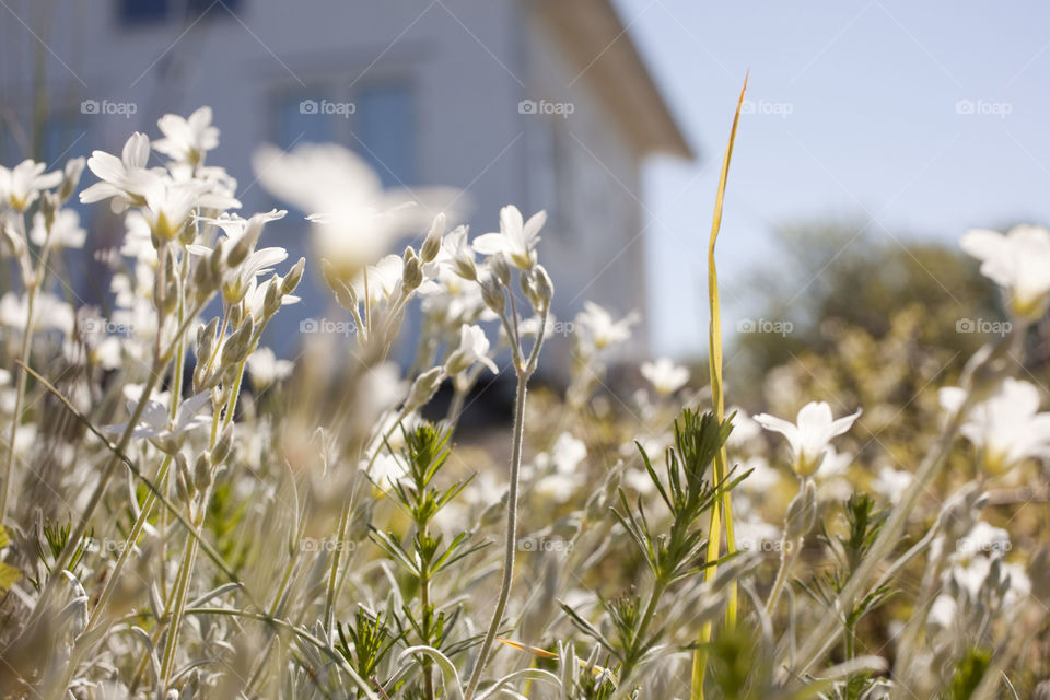 Nature, Flower, Summer, Fair Weather, Grass