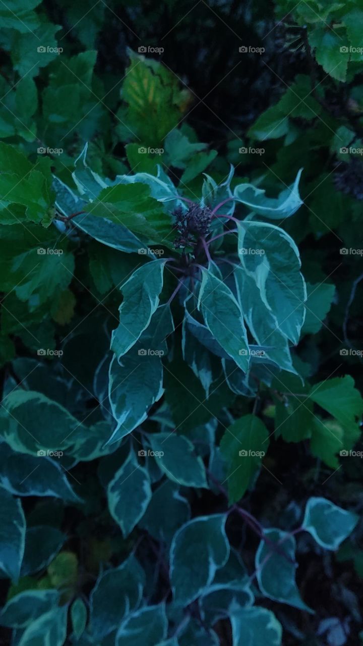 cold weather, beautiful leaves that eventually fall off