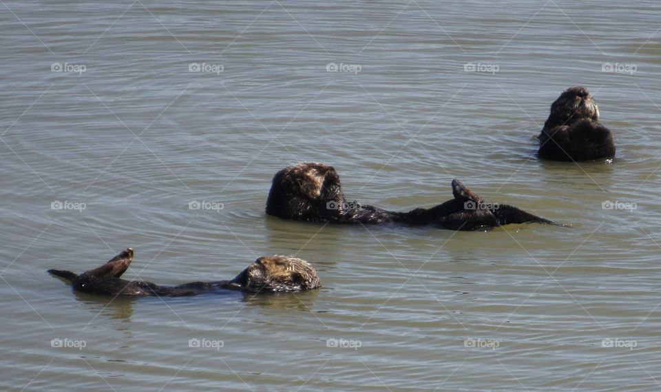 Otters