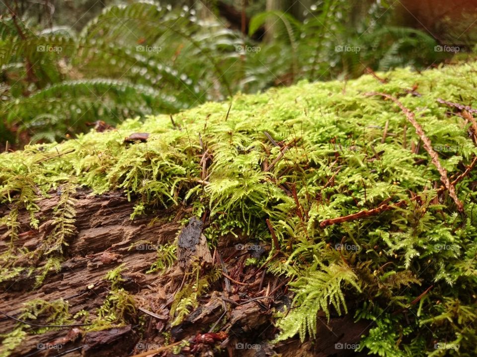 Mossy stump