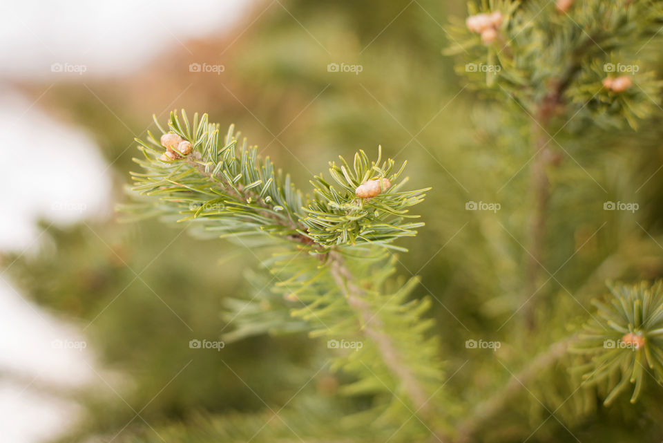 Close-up of pine tree branch