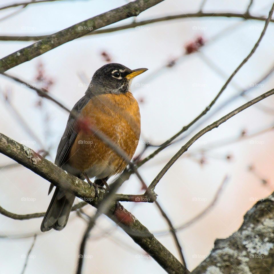 Robin on a tree