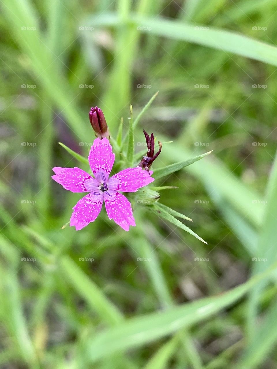 A tiny bright pink Deptford Pink flower