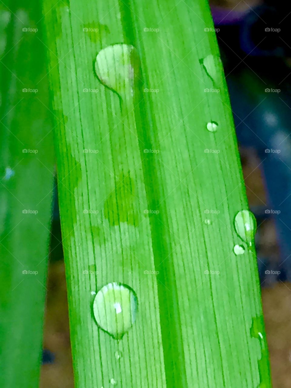 Winter drops on leafs
