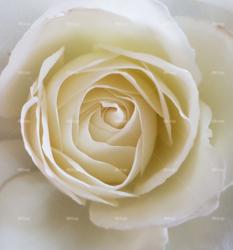 White rose portrait