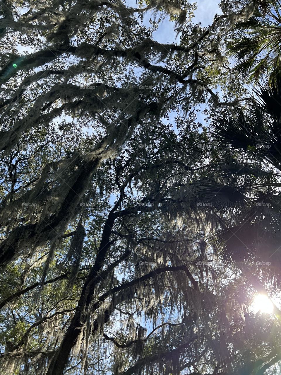 Sunshine through the trees 