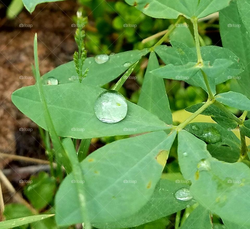 Water Drop on Sweet Pea