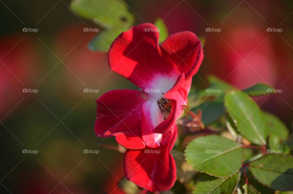 You're the light, the night, you're the colour of my blood. ❤️🌹❤️🌹❤️