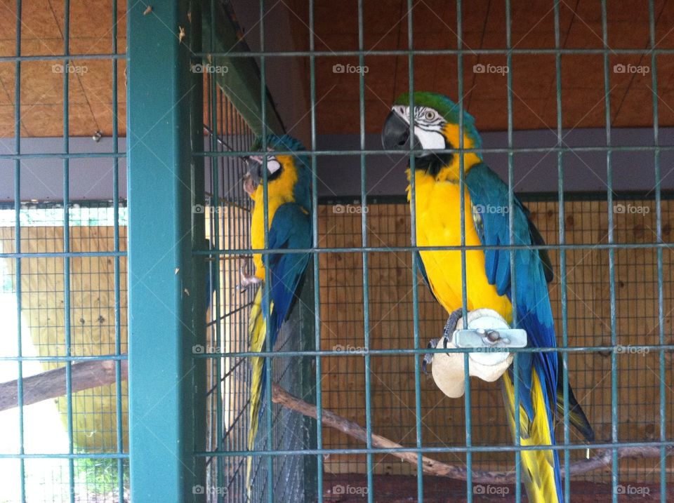 Parrot blue and yellow 