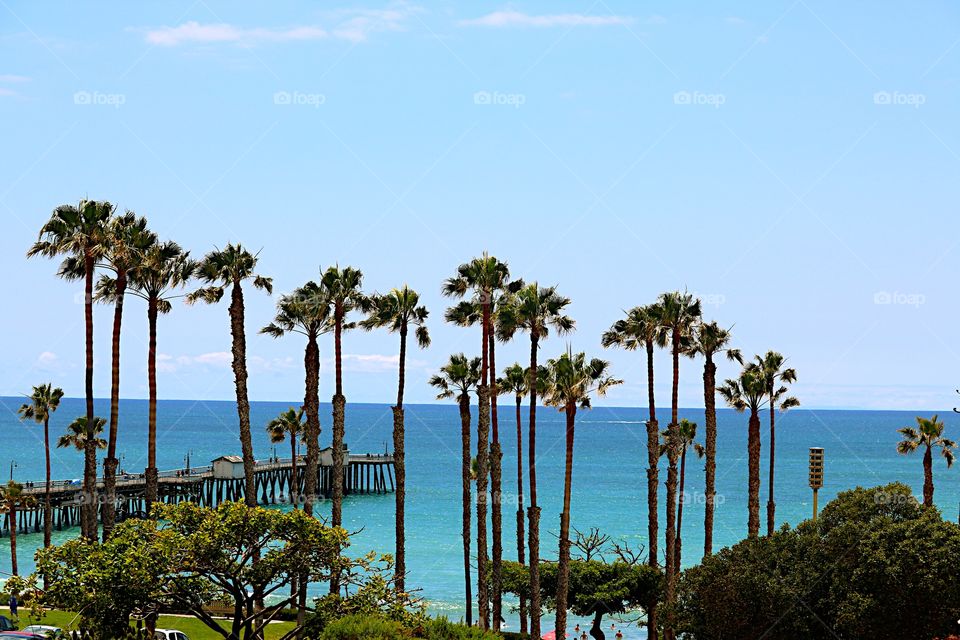 View of palm trees and pier at beach