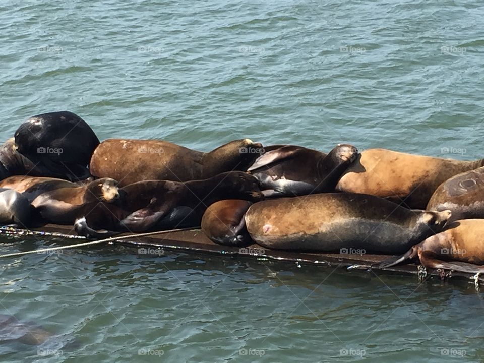 Sea lions . Astoria Or