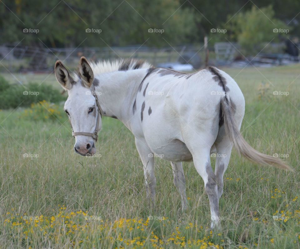 Did you that donkeys are a member of the domesticated horse family called Equidae? 