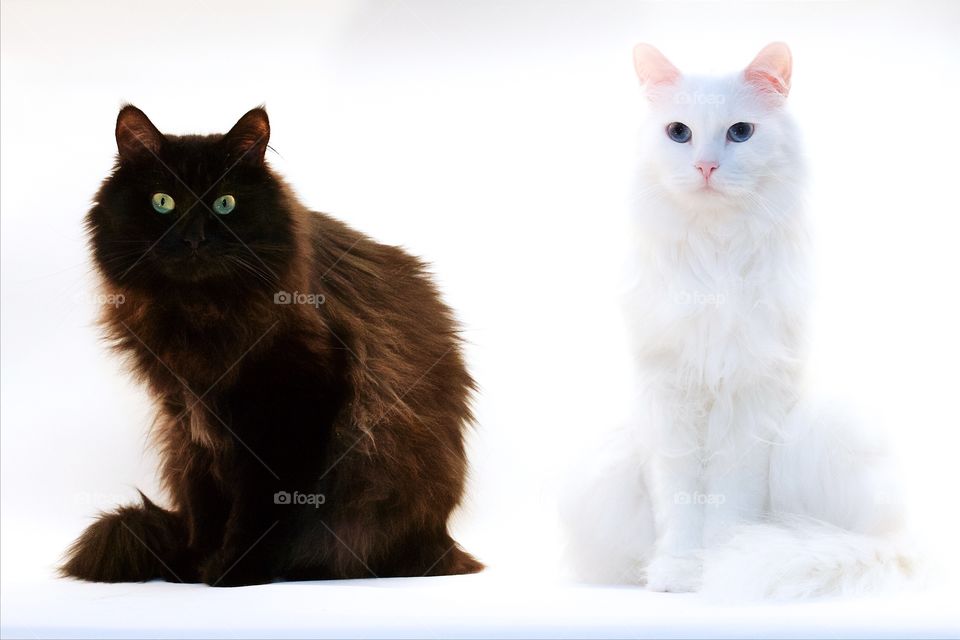 Two cats sitting together