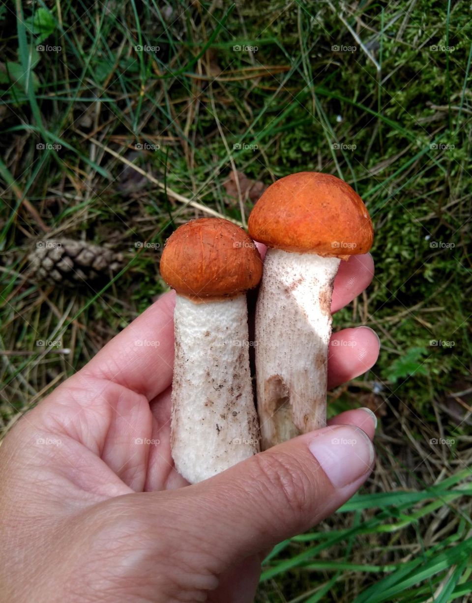 mushrooms in the forest in hand, love forest