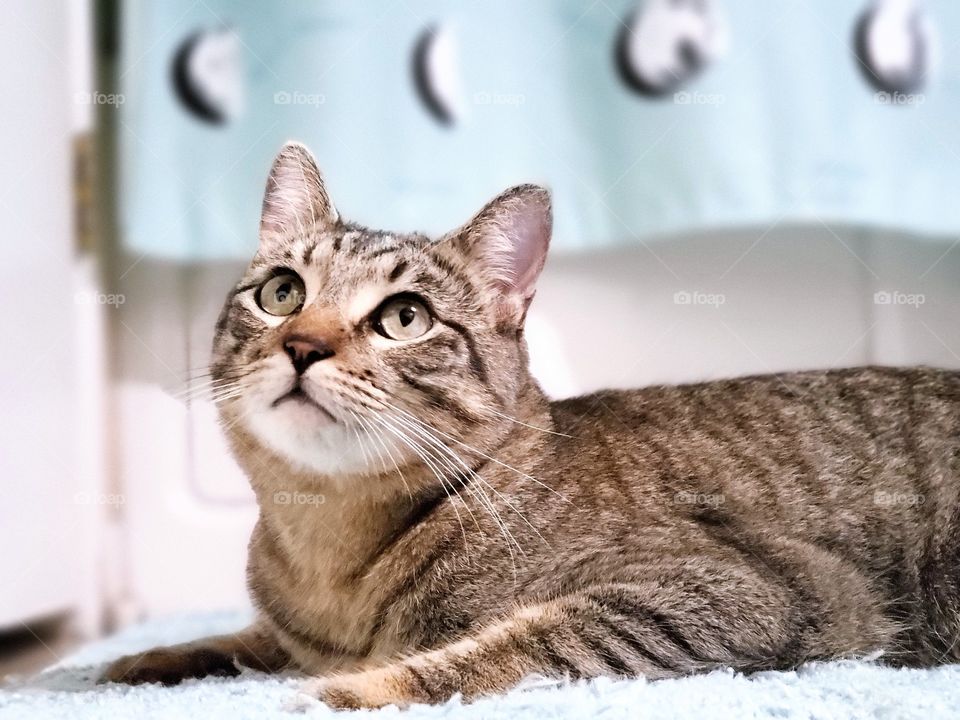 Tabby cat laying on a tiffany blue color rug in front of a matching curtain.