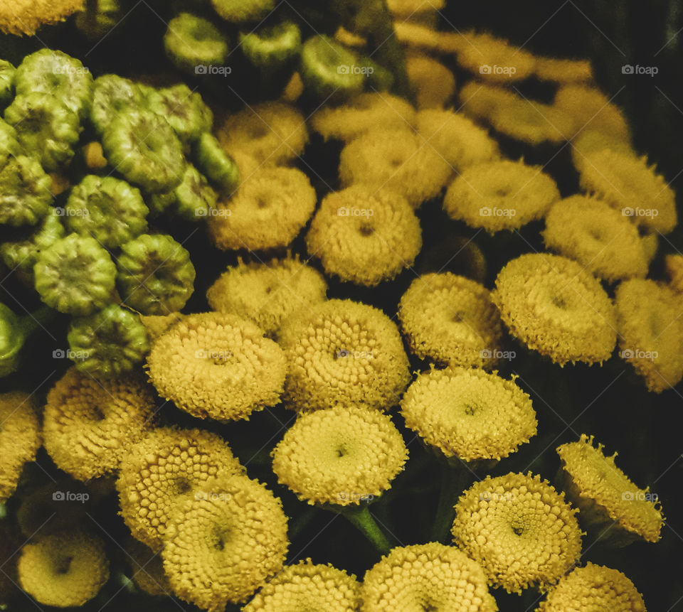 Bouquet of unique looking yellow wildflowers.
