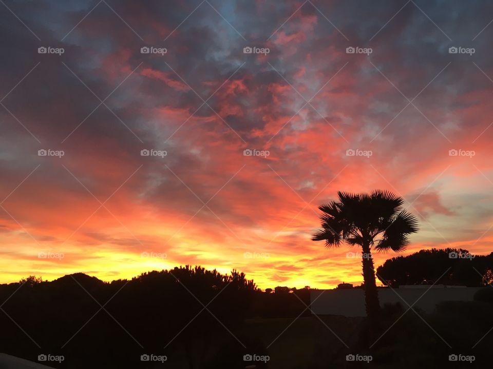 Great sunset sky with palm tree