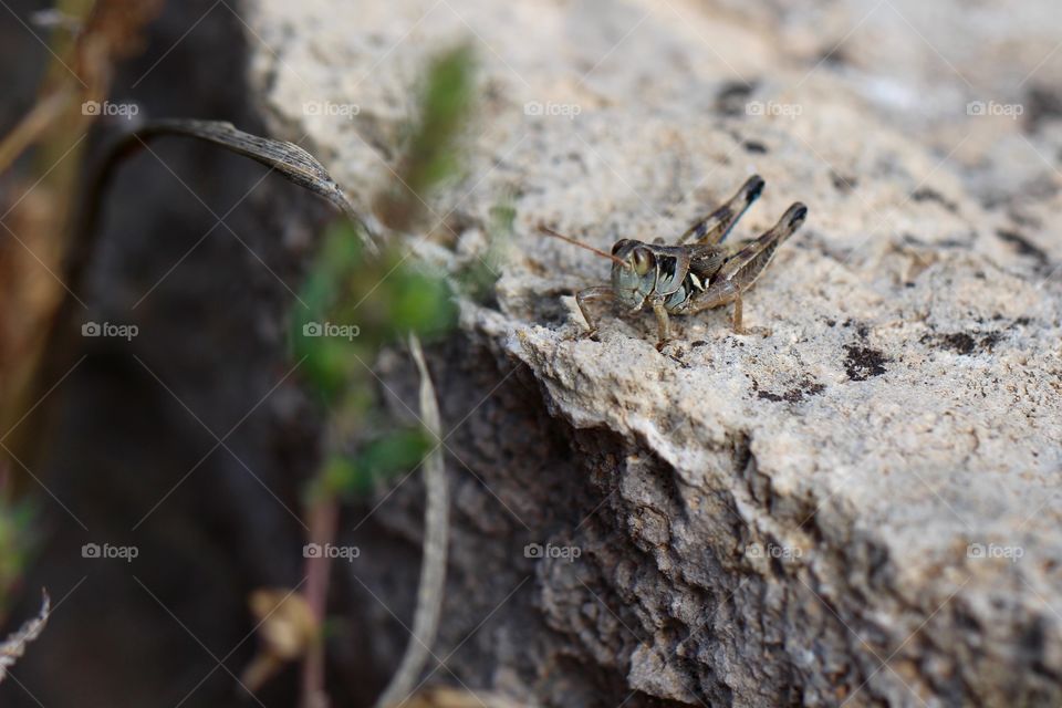 Grasshopper on a Rock