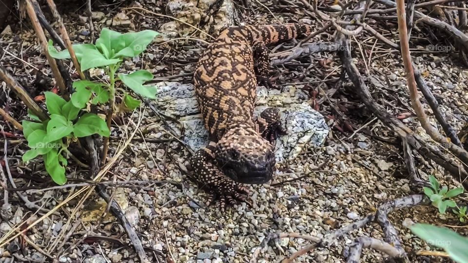 Wildlife - Gila Monster 