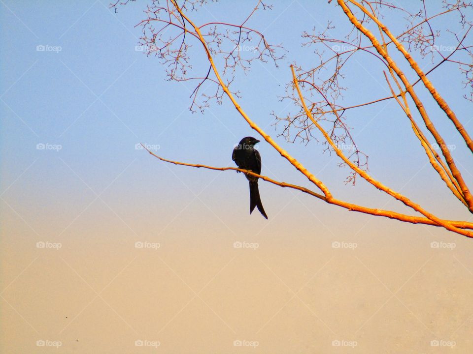 The black drongo (Dicrurus macrocercus) is a small Asian passerine bird of the drongo family Dicruridae.