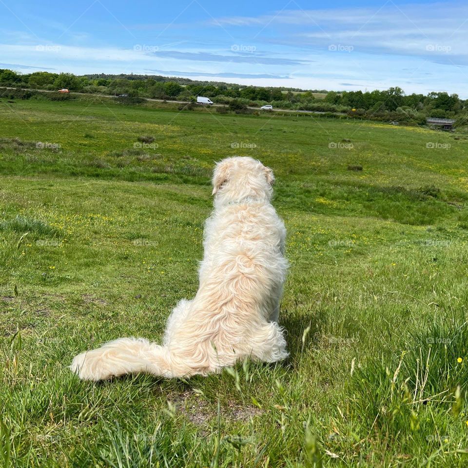 Dog walk English countryside view