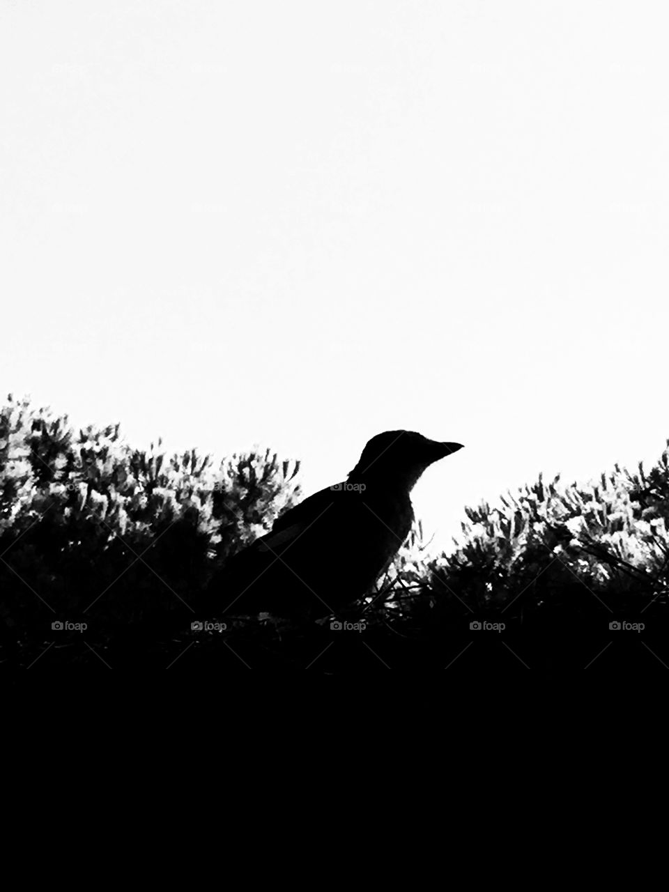 Black and white bird 