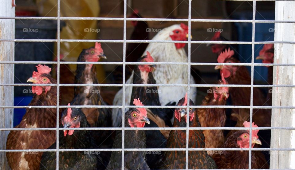 Hens looking out of their pen, waiting for feeding time