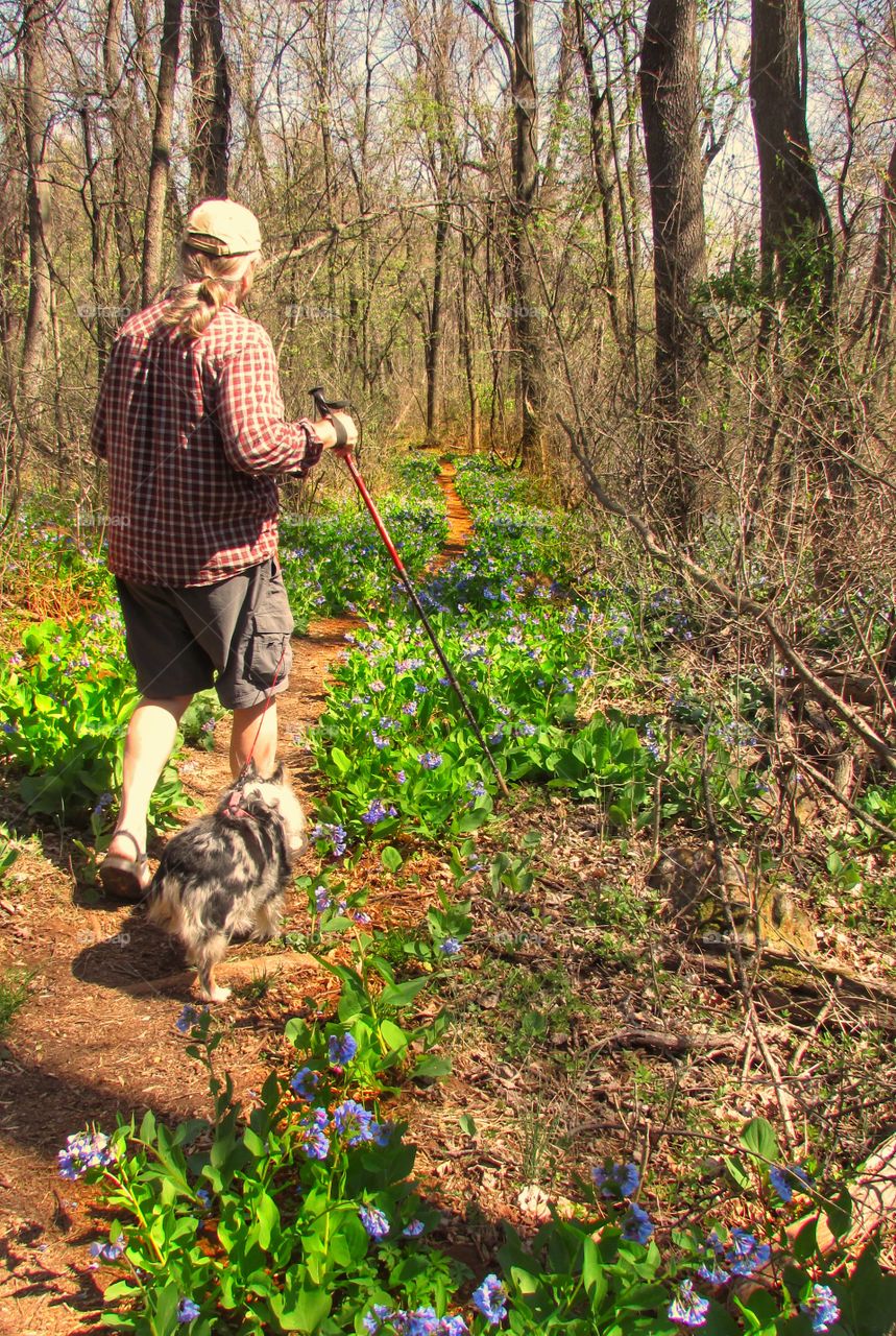 Walking down Bluebell Trail in the spring with a Miniature Australian Shepherd.