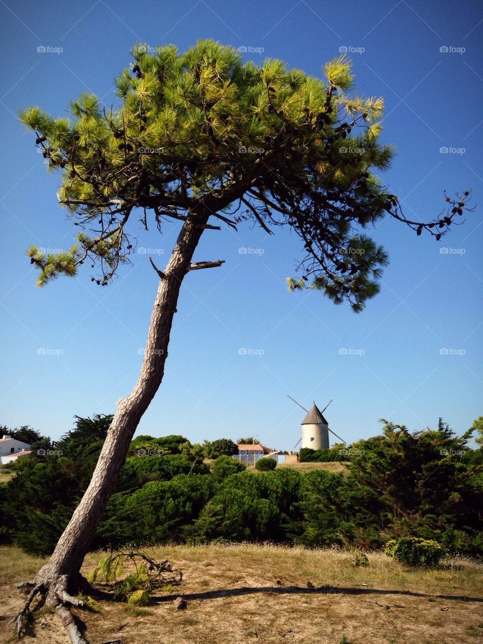 Windmill on island noirmoutier