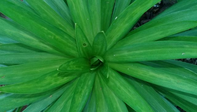 Lush green plant. Tropical. Big leaves.