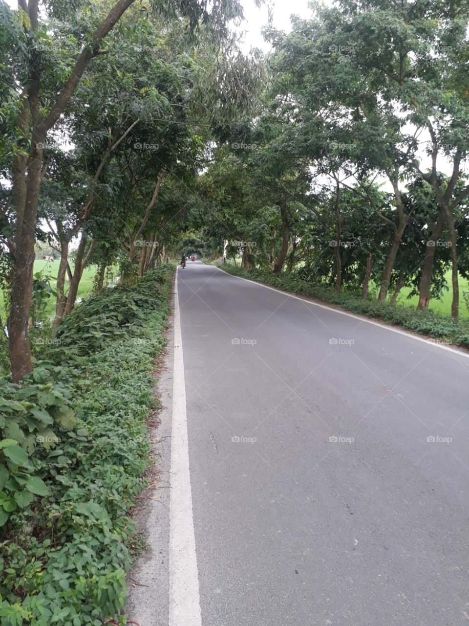 beautiful road in India