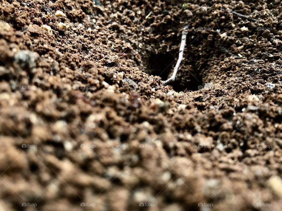 Hogar de hormigas