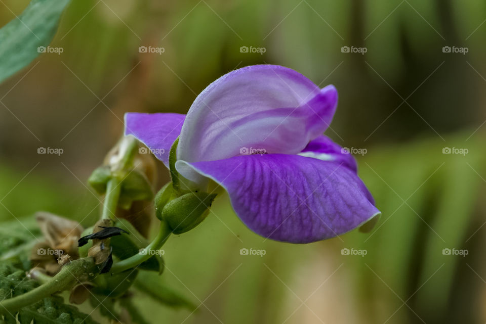 Purple flower
