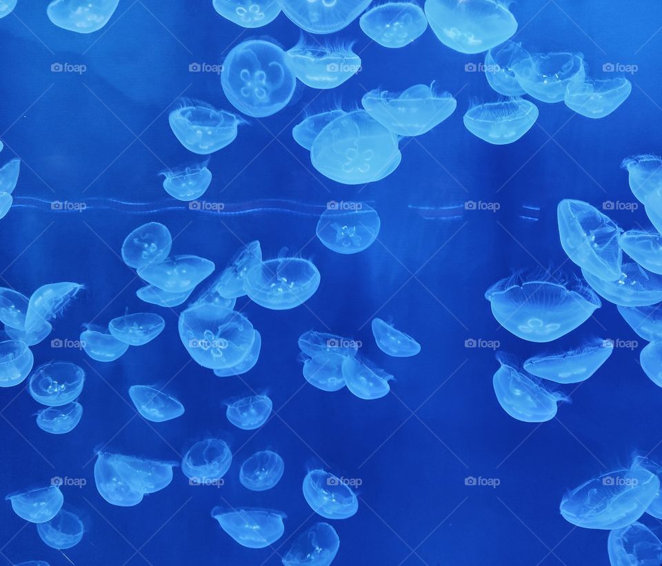 blue colour stories
jellyfish in water tank