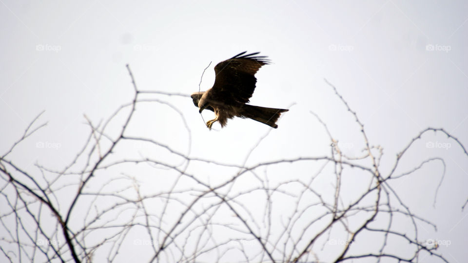 Eagle - royal - majestic - above the world - powerful - collecting twigs to make its home - like everyone.
