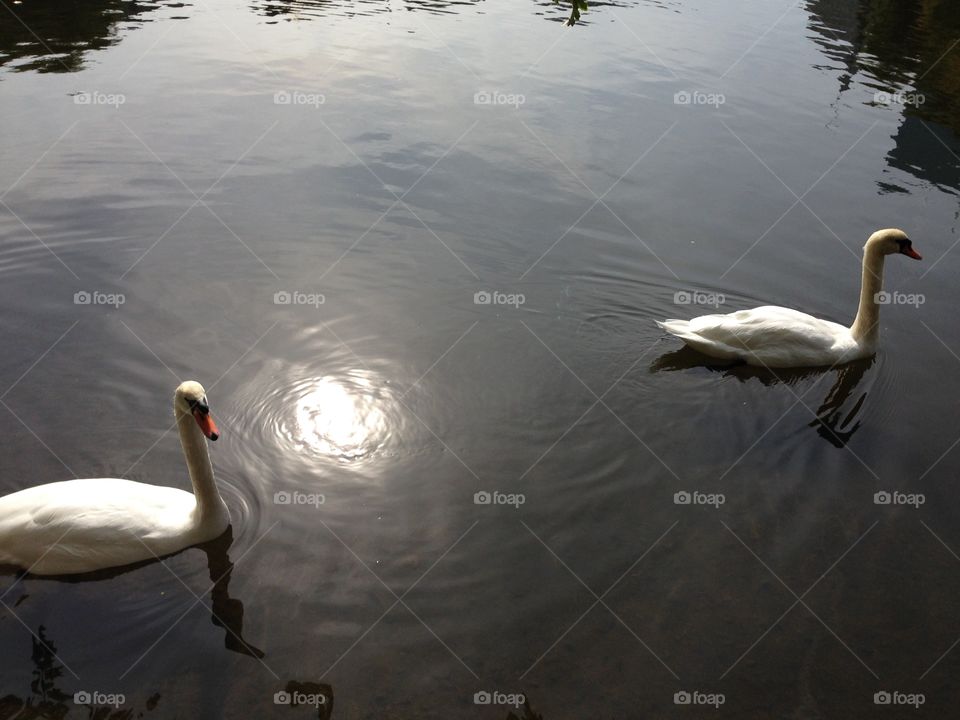 Swans in Boston