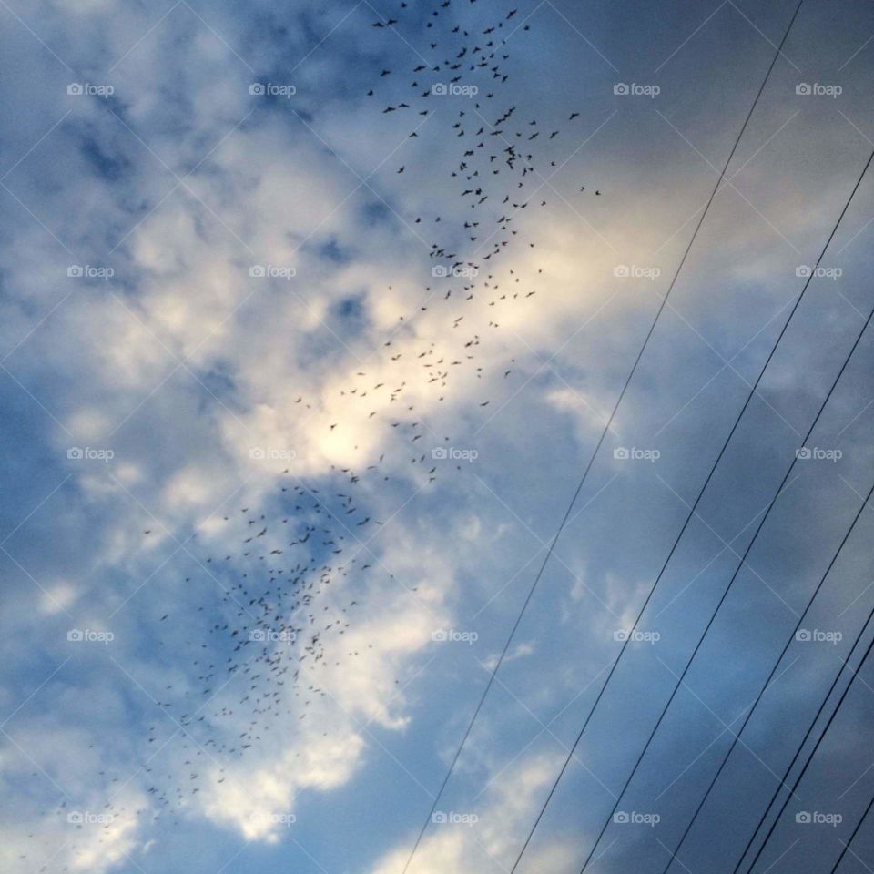 bats in the sky