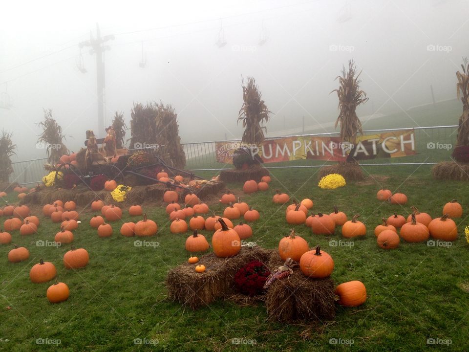 Foggy Pumpkin Patch
