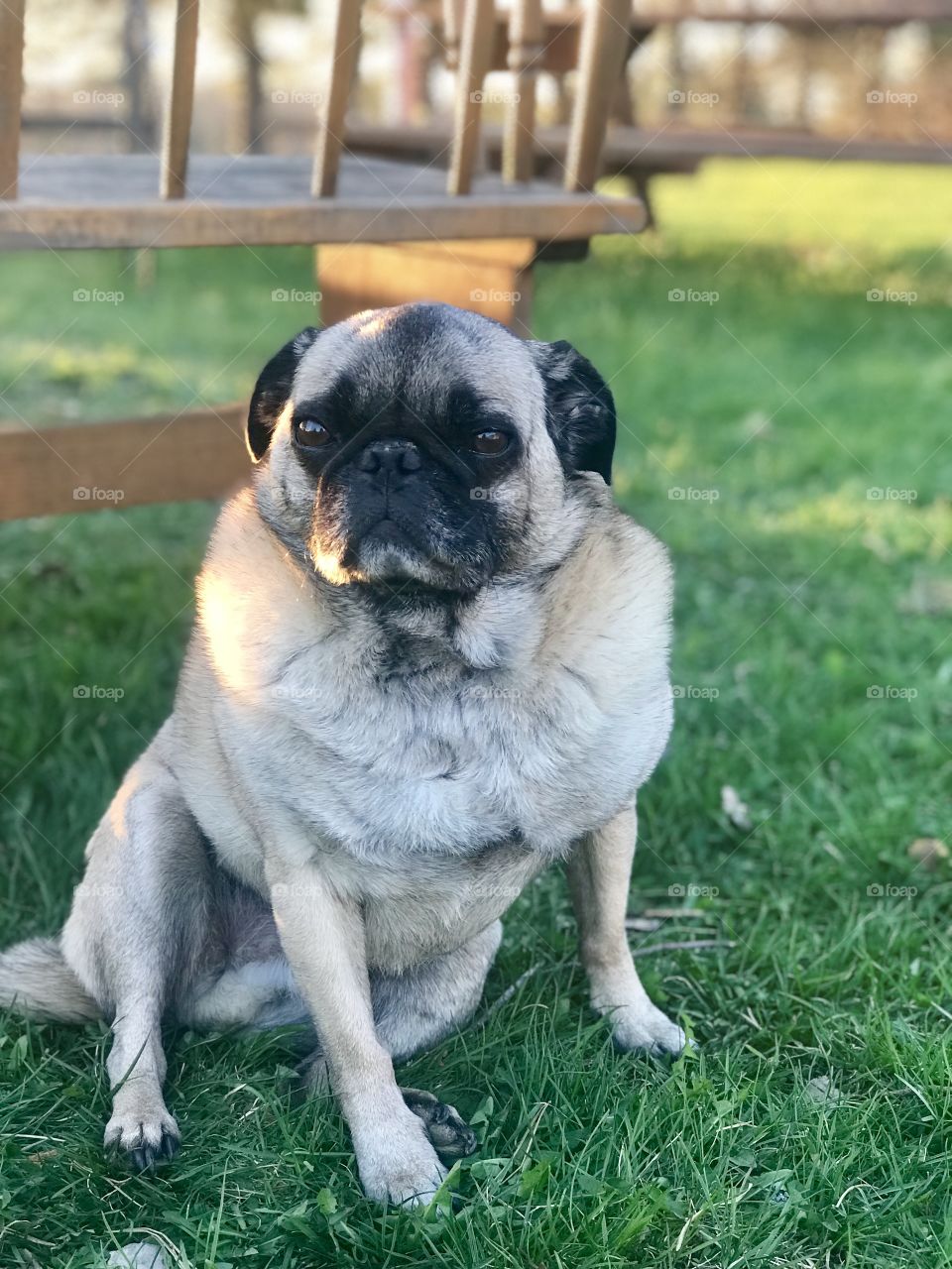 Older pug sitting in grass