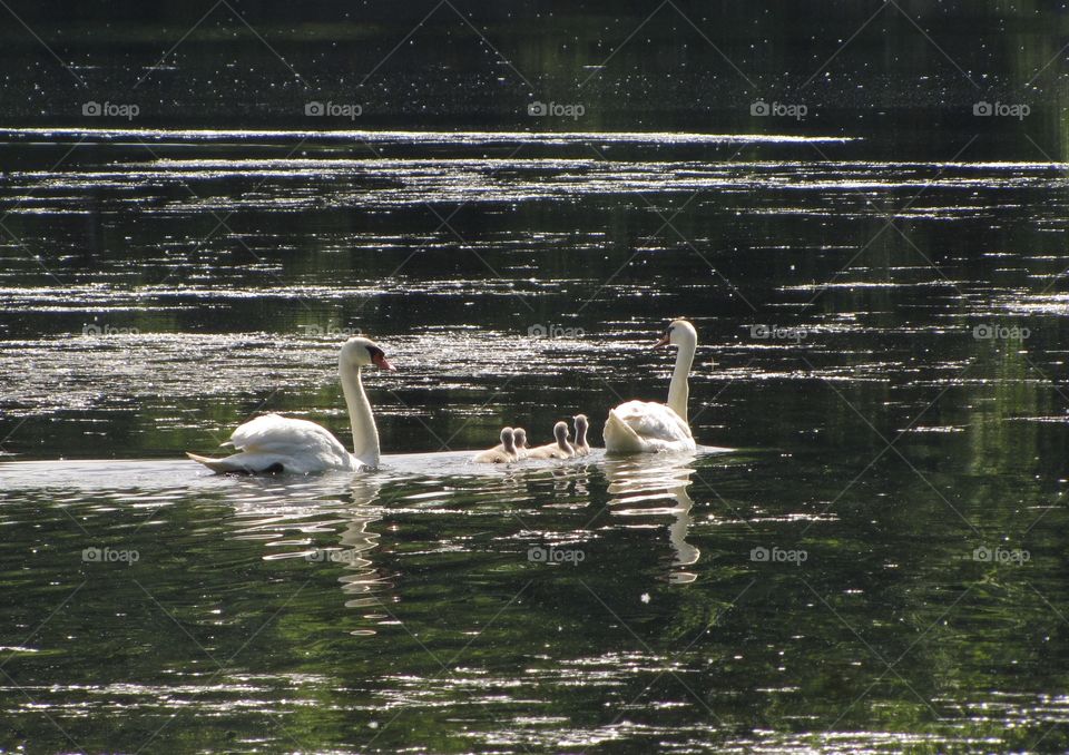 Swan family on Woodland Lake on a bright, sunny morning