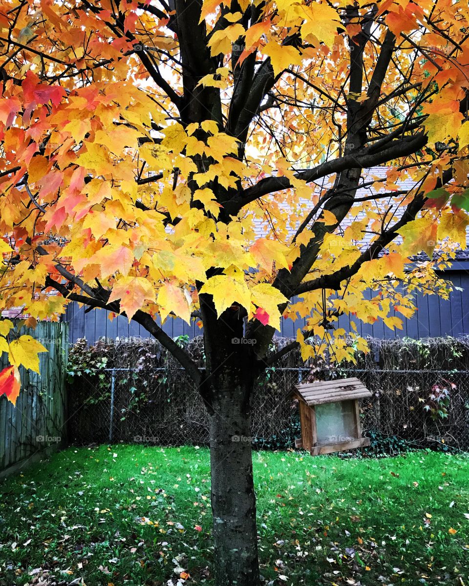 The back tree changing colors for fall in Ohio 